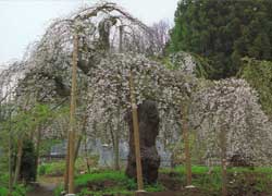 糸桜まつり