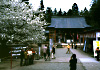 神社建物と薄墨桜の写真